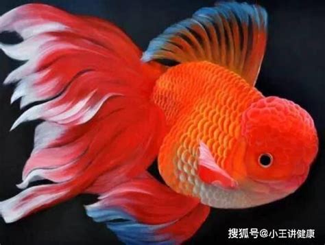 哪一種魚最好養|【養什麼魚】新手養魚不踩雷！魚缸入門指南：6種最適合新手養。